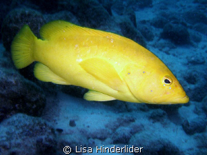 This yellow coney was not as shy as most I have encounter... by Lisa Hinderlider 
